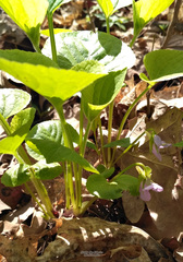 Viola mirabilis