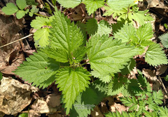 Urtica dioica