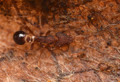 Strumigenys biolleyi