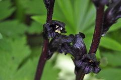 Orobanche gamosepala