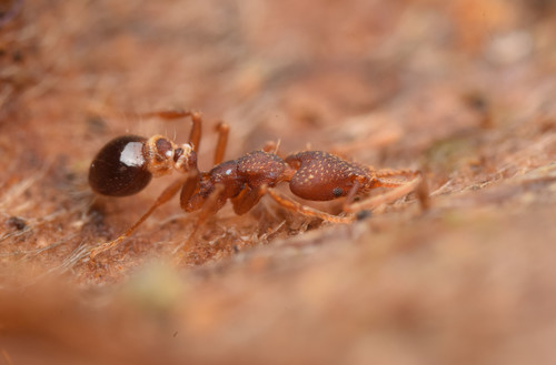 Strumigenys biolleyiStrumigenys biolleyi