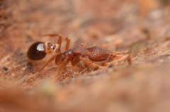 Strumigenys biolleyi