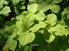 Paris quadrifolia