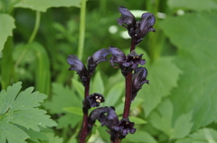 Orobanche gamosepala