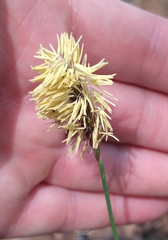 Carex pilosa