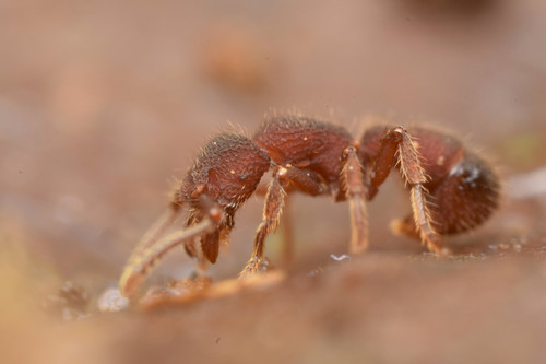 Genus Alfaria · iNaturalist