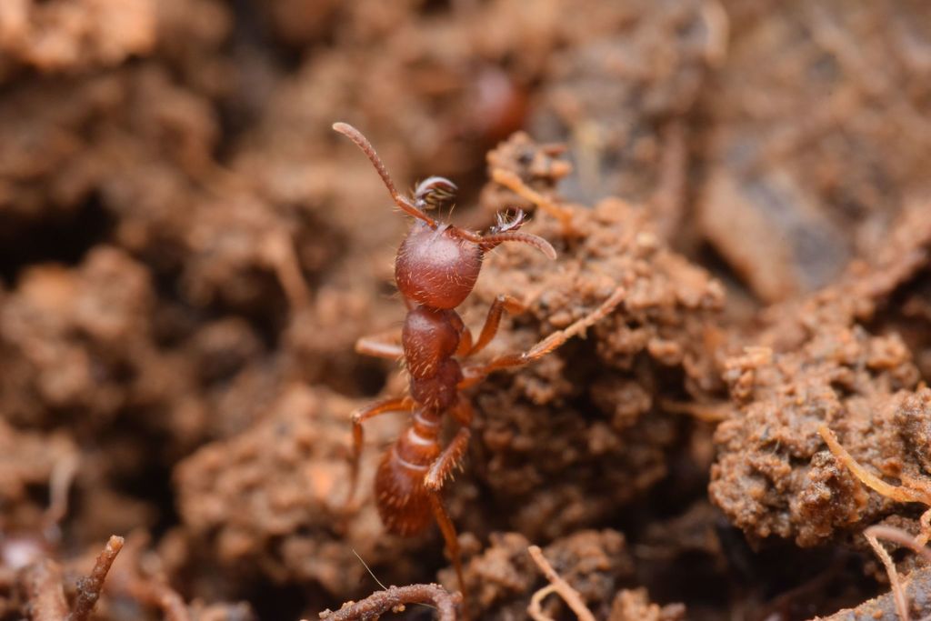 Cheliomyrmex andicola