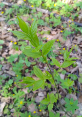 Euonymus verrucosus