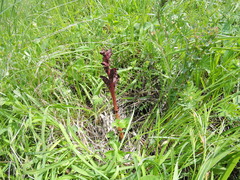 Orobanche gamosepala
