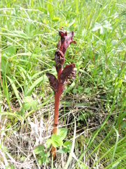 Orobanche gamosepala