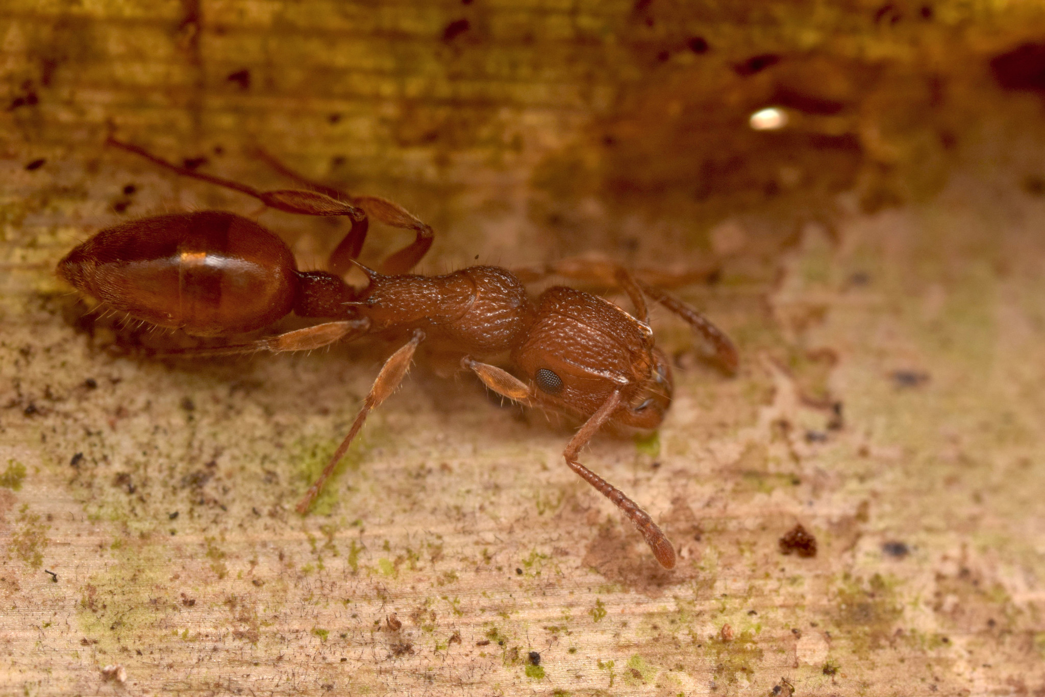 Acanthoponera minor