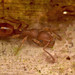 Acanthoponera minor - Photo no hay derechos reservados, subido por Philipp Hoenle