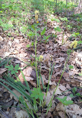 Carex pilosa