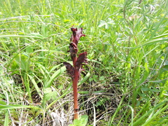 Orobanche gamosepala