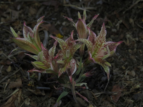 Alstroemeria garaventae, photograph 3