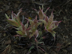 Alstroemeria garaventae, photograph (c) Nicolás Lavandero, some rights reserved (CC BY)