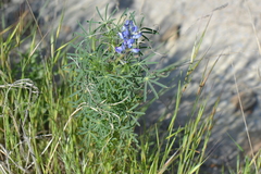 Lupinus angustifolius