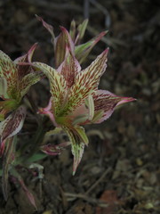 Alstroemeria garaventae, photograph (c) Nicolás Lavandero, some rights reserved (CC BY)