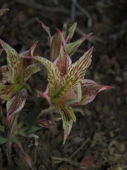 Alstroemeria garaventae, photograph (c) Nicolás Lavandero, some rights reserved (CC BY)