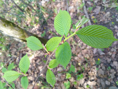 Ulmus glabra