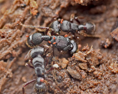 Poneracantha banksi