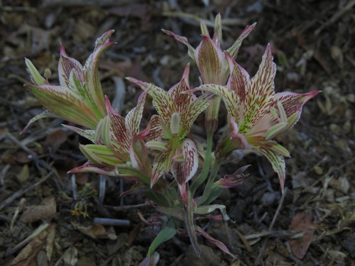 Alstroemeria garaventae, photograph 6