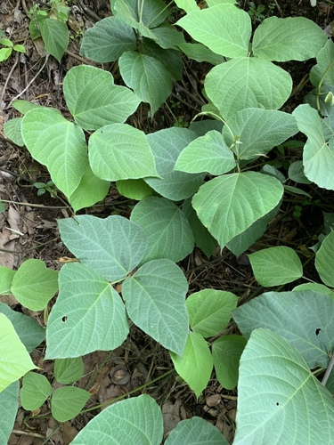 Pueraria montana