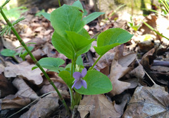 Viola mirabilis