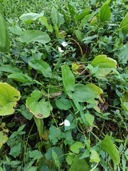 Echinodorus palifolius