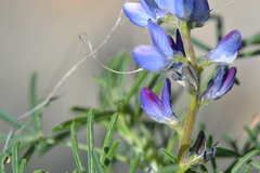 Lupinus angustifolius