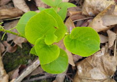 Viola mirabilis