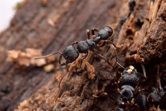 Poneracantha banksi