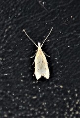 Dichomeris punctipennella