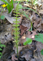 Equisetum pratense
