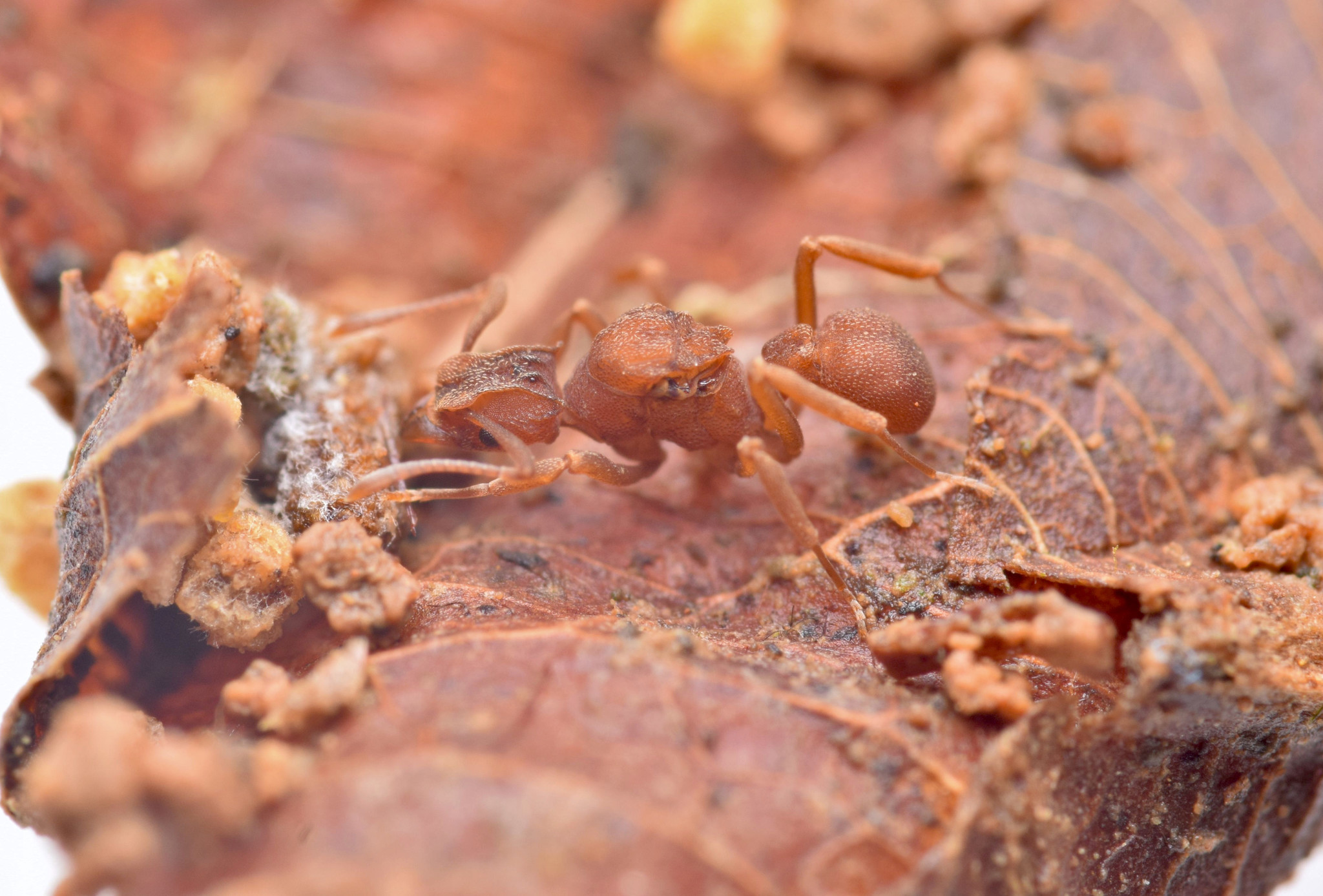 Cyphomyrmex longiscapus