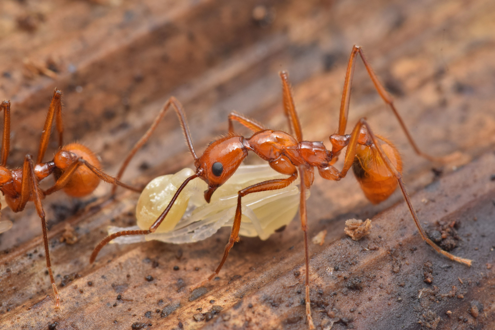 Megalomyrmex bidentatus