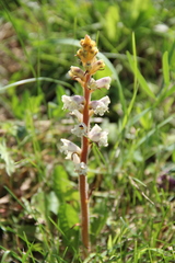 Orobanche inulae