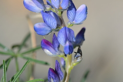 Lupinus angustifolius