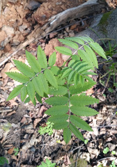 Sorbus aucuparia