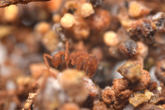 Cyphomyrmex longiscapus
