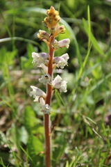 Orobanche inulae