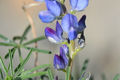 Lupinus angustifolius