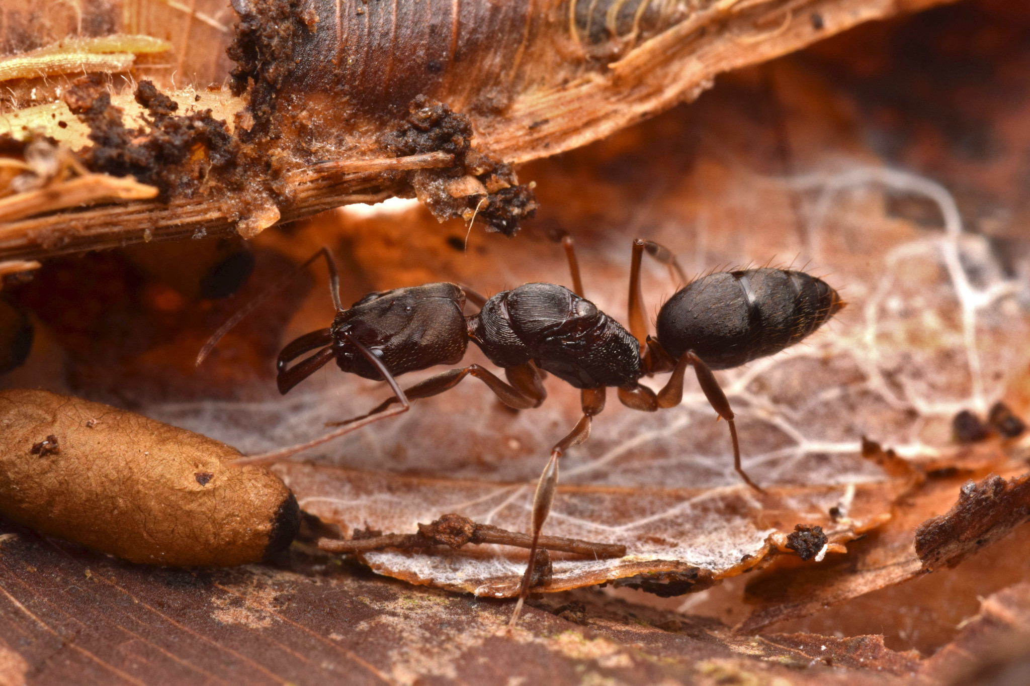 Odontomachus laticeps