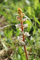 Orobanche inulae