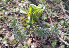Salix