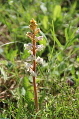 Orobanche inulae