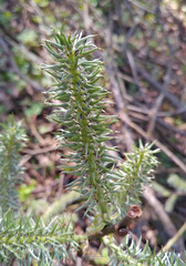 Salix
