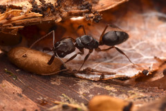 Odontomachus laticeps