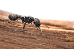 Procryptocerus