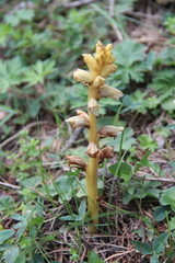 Orobanche inulae